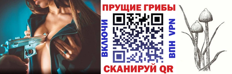 Псилоцибиновые грибы Cubensis  площадка Telegram  Зерноград  где купить наркоту 